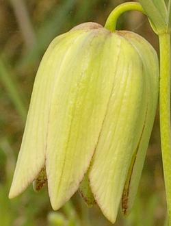 Fritillaria involucrata