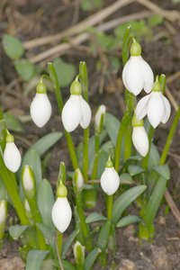 Galanthus rizehensis