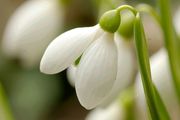 Galanthus rizehensis