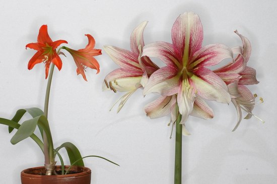 Hippeastrum