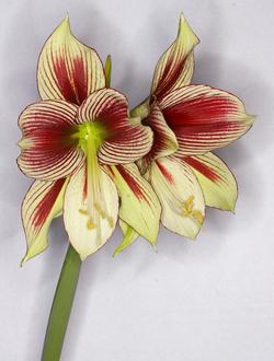 Hippeastrum papilio