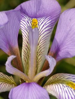 Iris unguicularis