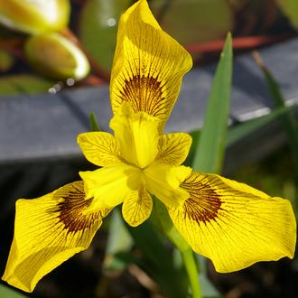 Iris 'Roy Davidson'