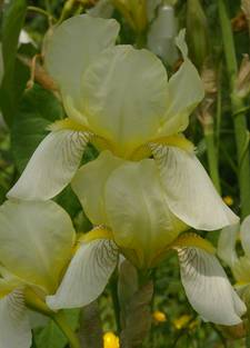 Iris flavescens