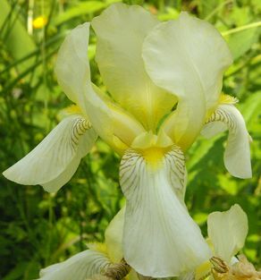 Iris flavescens