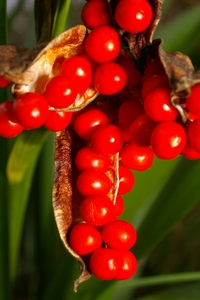 Iris foetidissima, graines