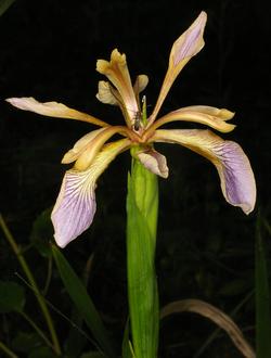 Iris foetidissima