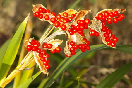 Iris foetidissima, fruits