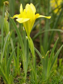 Iris humilis