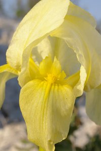Gros plan d'iris lutescens