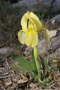 Iris lutescens