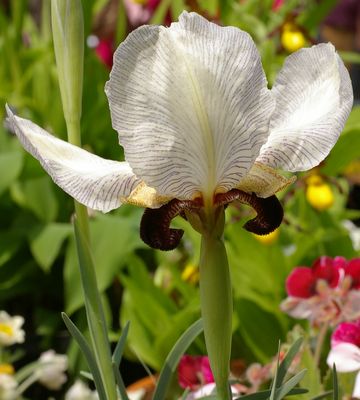 Iris paradoxa