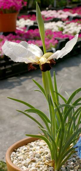 Iris paradoxa