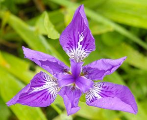 Iris tectorum, photo P. Vigneron