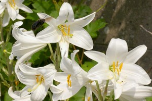 Lilium candidum.