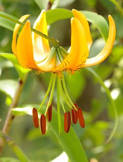 Lilium henryi, fleur.