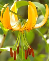 Lilium henryi