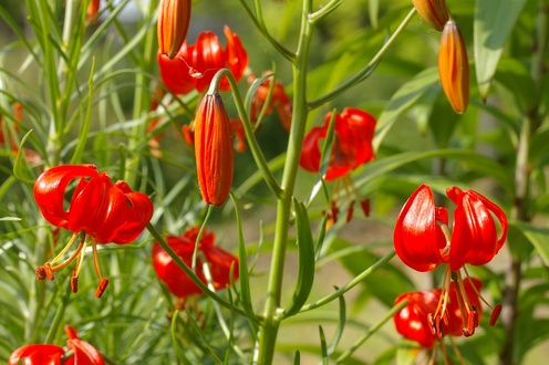 Lilium pumilum