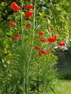 Lilium pumilum, plante.