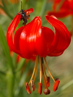 Lilium pumilum, fleur.