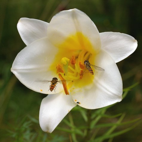 Lilium regale