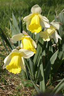 Narcissus 'Mount Hood'