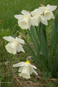 Narcisse 'Mount Hood'