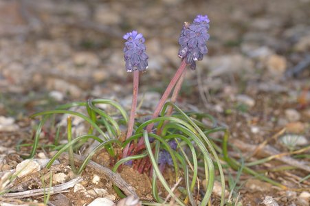 Muscari neglectum