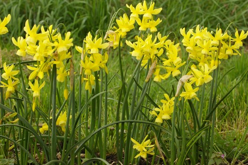 Narcissus Hawera