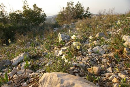 Biotope de Narcissus dubius