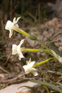 Fleurs de Narcissus dubius