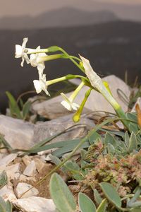 Narcissus dubius