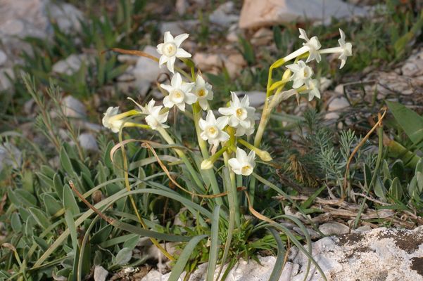 Narcissus dubius
