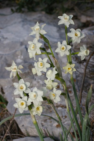 Narcissus dubius