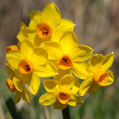 Narcissus tazetta