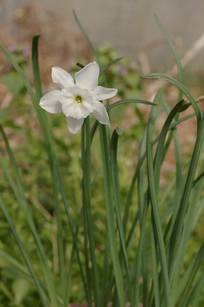 Narcissus rupicola watieri