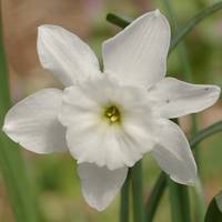 Narcissus rupicola watieri