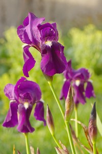 iris remontants, fleurs