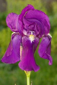 iris remontant, fleur