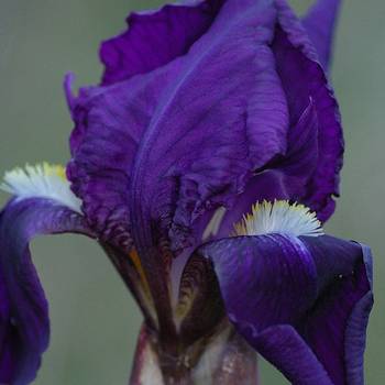 iris remontants, fleurs