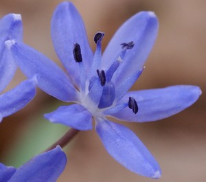 Scilla bifolia