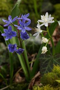 Scilla bifolia