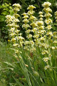 Sisyrinchium striatum, Photo P. Vigneron