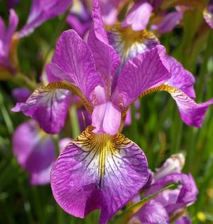 Iris sibirica 'Sparkling Rose'