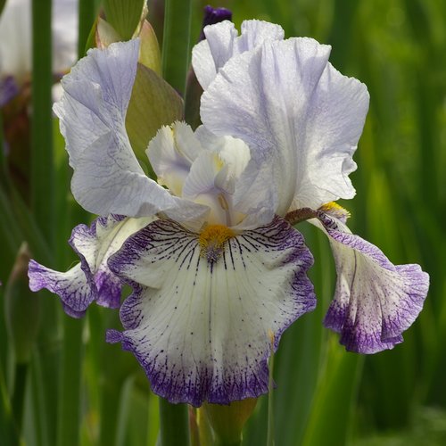 'Spinning-Wheel' (D. Nearpass, 1974). Photo P. Vigneron Iris 'Spinning-Wheel'