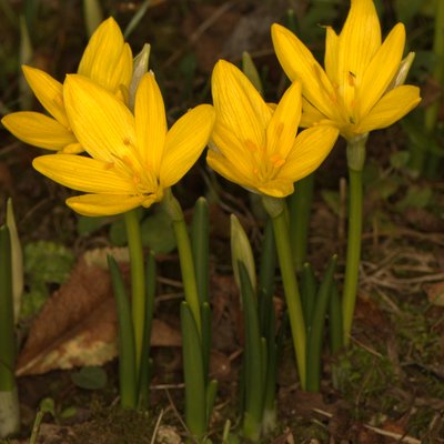 Iris foetidissima, graines