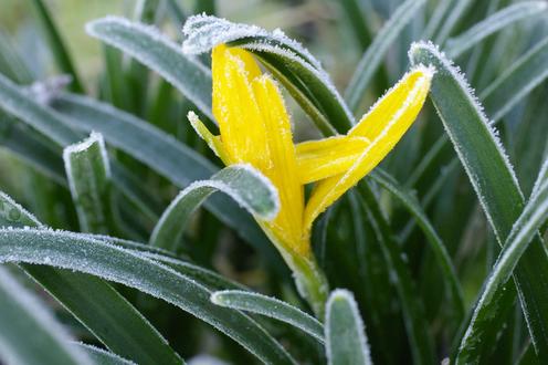 Sternbergia lutea