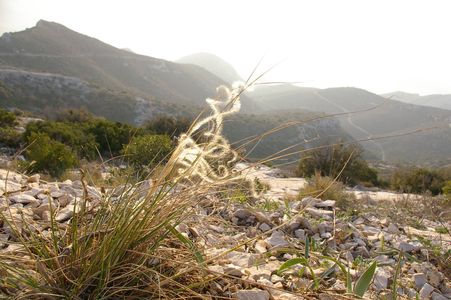 Stipa pennata et paysage