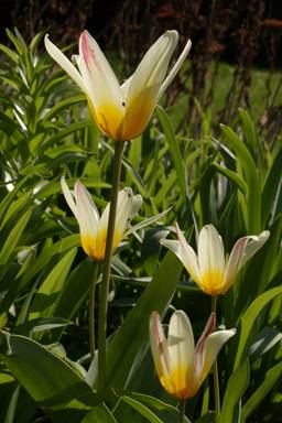 Tulipa kaufmanniana