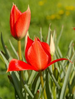 Tulipe  feuille de lin.